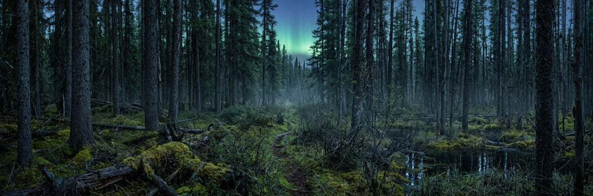 Pine Tar Soap, Explained: A Viking Tradition Reborn in the Pacific Northwest