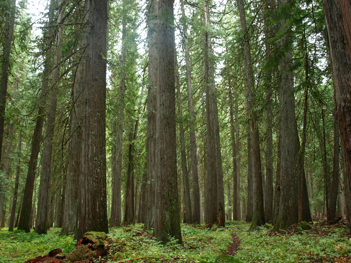 How to Identify Common PNW Trees
